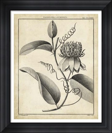 Framed Passiflora V Print