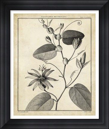 Framed Passiflora VI Print