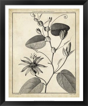 Framed Passiflora VI Print