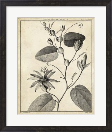 Framed Passiflora VI Print