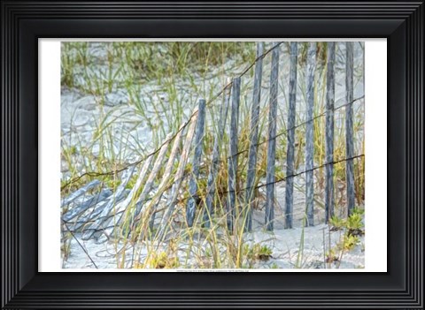 Framed Sea Oats II Print