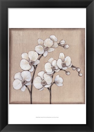 Framed White Orchid II Print