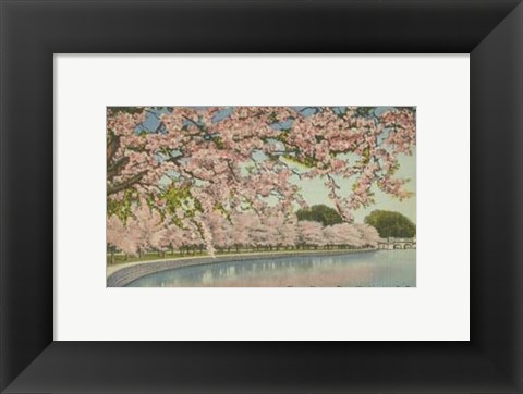 Framed Cherry Blossom Time Print