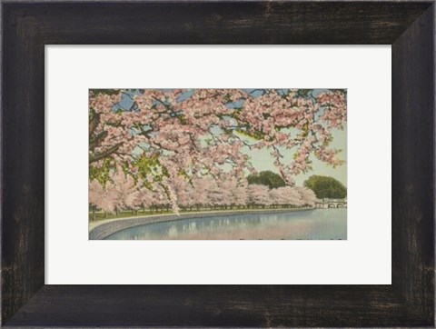 Framed Cherry Blossom Time Print