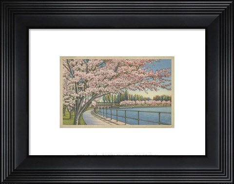 Framed Cherry Blossoms, Potomac Park Print