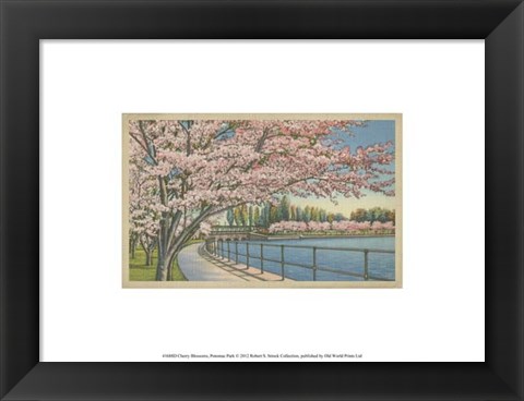 Framed Cherry Blossoms, Potomac Park Print