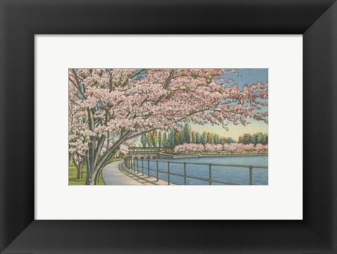 Framed Cherry Blossoms, Potomac Park Print