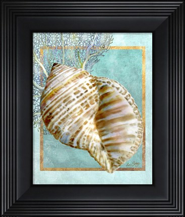 Framed Turban Shell and Coral Print