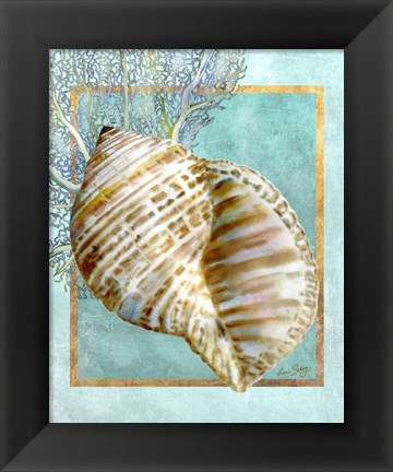 Framed Turban Shell and Coral Print