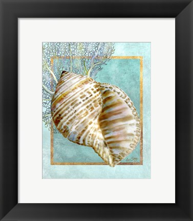 Framed Turban Shell and Coral Print