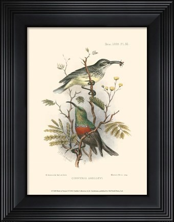 Framed Birds in Nature I Print