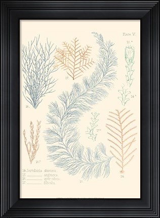 Framed Delicate Coral II Print