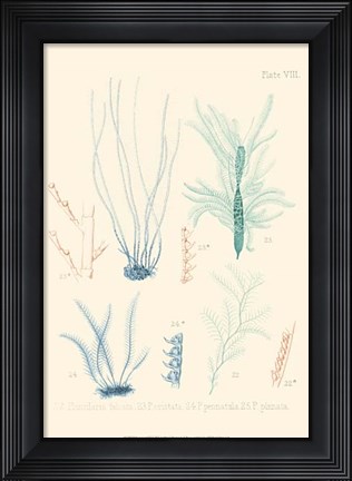 Framed Delicate Coral III Print