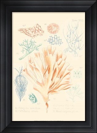 Framed Delicate Coral IV Print