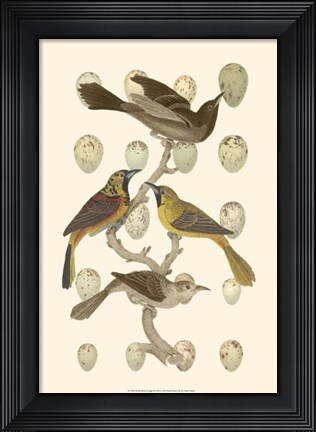 Framed British Birds and Eggs II Print
