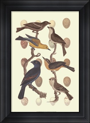 Framed British Birds and Eggs III Print