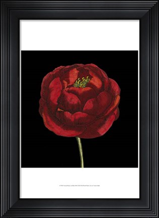 Framed Natural Beauty on Black III Print