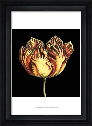 Framed Natural Beauty on Black IV Print