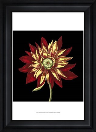 Framed Natural Beauty on Black V Print