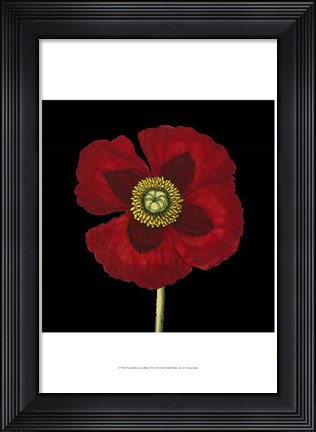 Framed Natural Beauty on Black VI Print