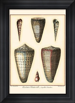 Framed Redoute Shells I Print