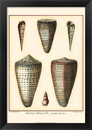 Framed Redoute Shells I Print