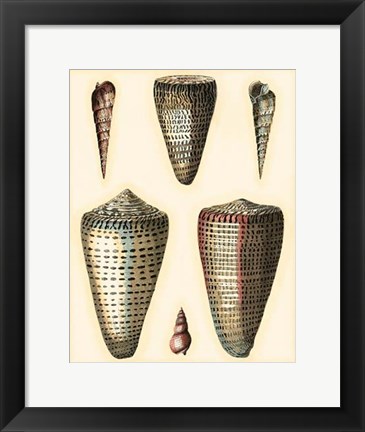 Framed Redoute Shells I Print