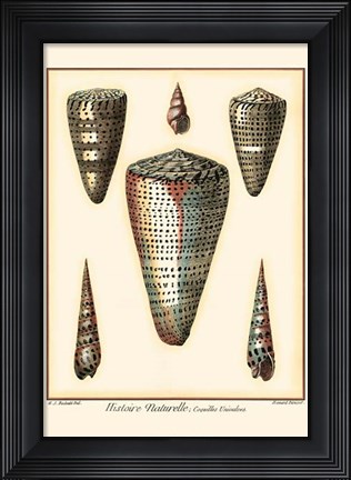Framed Redoute Shells II Print