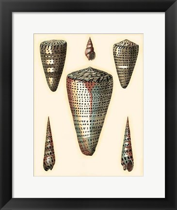 Framed Redoute Shells II Print