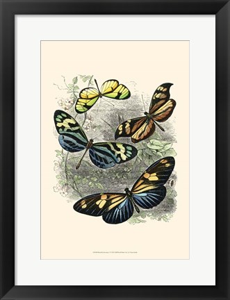 Framed Butterfly Sanctuary I Print