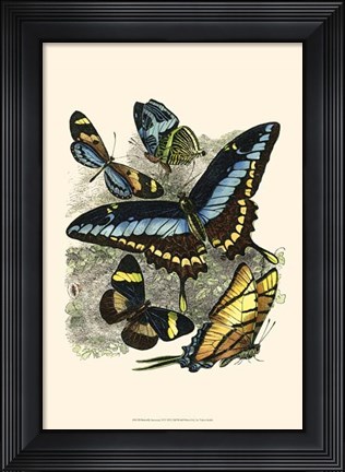 Framed Butterfly Sanctuary II Print