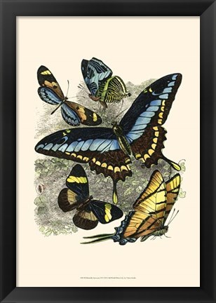 Framed Butterfly Sanctuary II Print