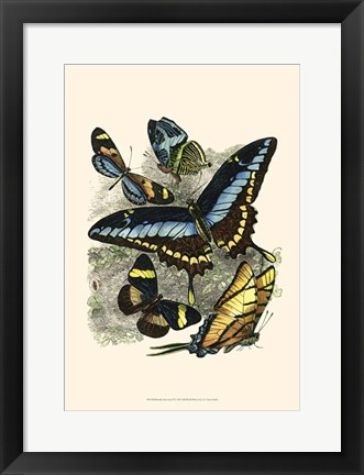 Framed Butterfly Sanctuary II Print