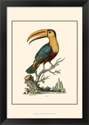 Framed Toco Toucan Print