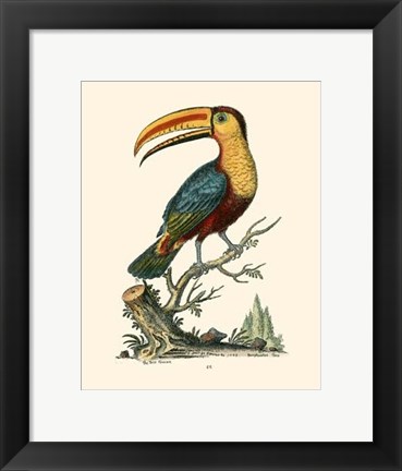 Framed Toco Toucan Print