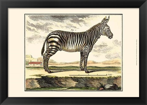 Framed Zebra Print