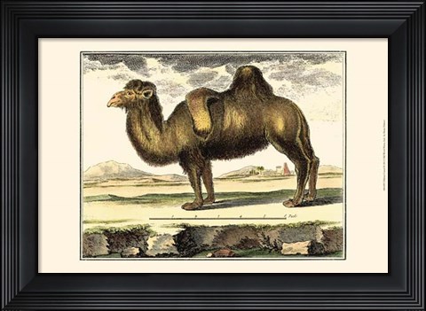 Framed Camel Print