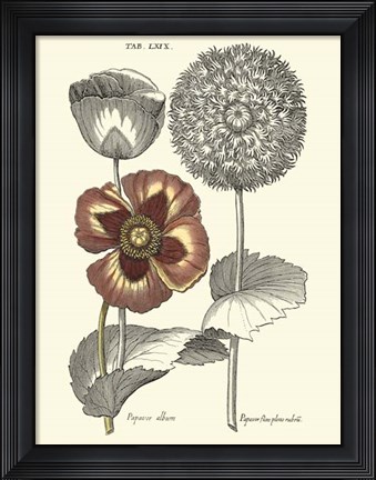 Framed Tinted Floral II Print