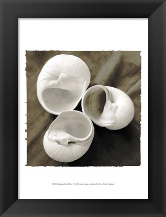 Framed Equalized Shell Trio I Print