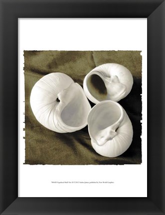 Framed Equalized Shell Trio II Print