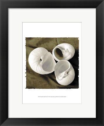 Framed Equalized Shell Trio II Print