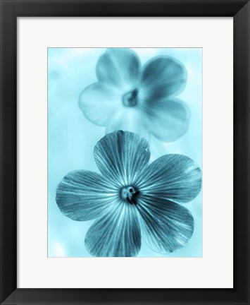 Framed Forget Me Not Blue I Print