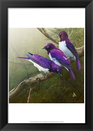 Framed African Starlings Print