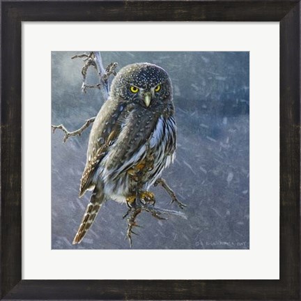 Framed Owl in Winter II Print