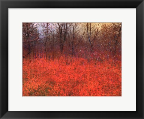 Framed Red Grass I Print