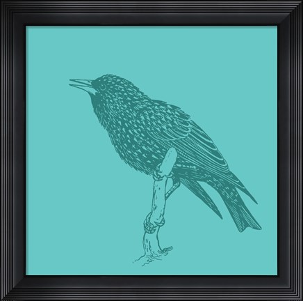 Framed Starling Print