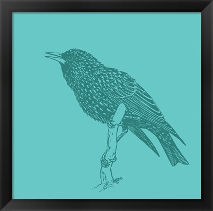 Framed Starling Print