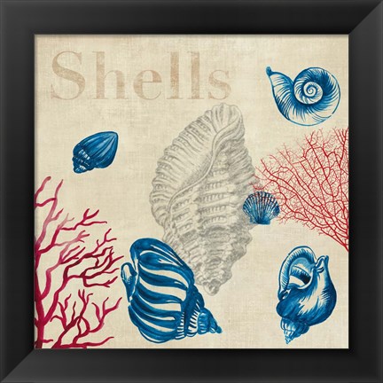 Framed Shell Study Print