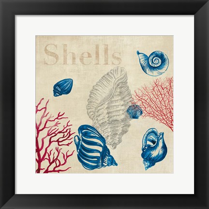 Framed Shell Study Print