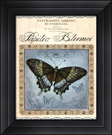 Framed Papilio Blumei Print